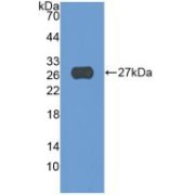 abx131773