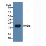 Western blot analysis of recombinant Rat TNFSF11.