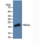 Western blot analysis of recombinant Rat TNFSF11.