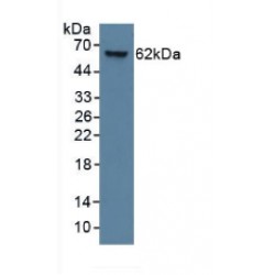 Keratin 9 (KRT9) Antibody