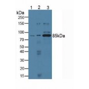 Western blot analysis of (1) Human Lung Tissue, (2) Human PC-3 Cells and (3) Human HeLa cells.