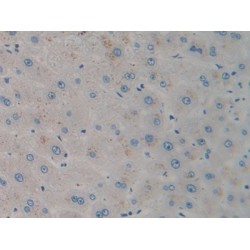 Stromal Cell-Derived Factor 1 / SDF1 (CXCL12) Antibody