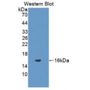 Western blot analysis of recombinant Cavia IL8.