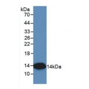 Western blot analysis of recombinant Simian IL8.