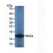 Western blot analysis of recombinant Cavia IL8.