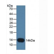 Western blot analysis of Rat Placenta Tissue.