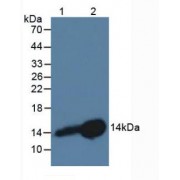 Western blot analysis of (1) Rat Lymph Node Tissue and (2) Rat Placenta Tissue.