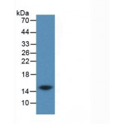 Western blot analysis of recombinant Human CST3.