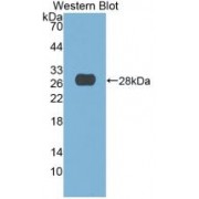 Western blot analysis of recombinant Human DNASE1.