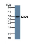 Western blot analysis of Human Lung Tissue, using IL33 antibody and HRP-conjugated Rabbit Anti-Mouse antibody (<a href="https://www.abbexa.com/index.php?route=product/search&amp;search=abx400002" target="_blank">abx400002</a>, 1:5000 dilution).