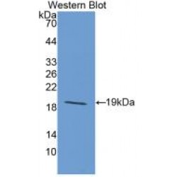 Interleukin 33 (IL33) Antibody