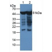 Western blot analysis of (1) Human HeLa cells and (2) Human Hepg2 Cells;).