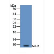 Western blot analysis of recombinant Human EDN1.