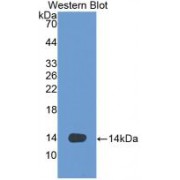 Western blot analysis of recombinant Human VEGFD.