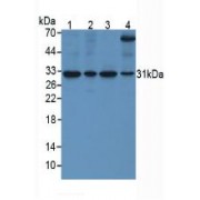 Western blot analysis of (1) Human HeLa cells, (2) Human 293T Cells, (3) Human SKOV3 Cells and (4) Porcine Heart Tissue.