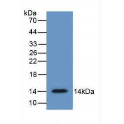 Secreted Frizzled Related Protein 4 (SFRP4) Antibody