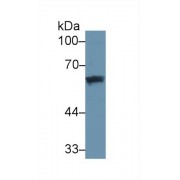 Western blot analysis of Human Lung lysate, using Human DBP Antibody (3 µg/ml) and HRP-conjugated Goat Anti-Mouse antibody (<a href="https://www.abbexa.com/index.php?route=product/search&amp;search=abx400001" target="_blank">abx400001</a>, 0.2 µg/ml).