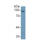 abx131890