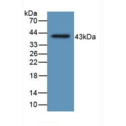 Hemojuvelin (HJV) Antibody