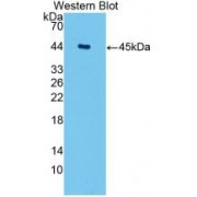 Western blot analysis of recombinant Human AQP4.
