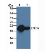 Western blot analysis of (1) Rat Heart Tissue and (2) Rat Skeletal Muscle Tissue.