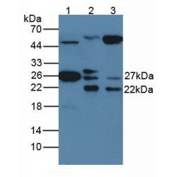 Heat Shock Protein Beta-1 (HSPB1) Antibody