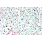 IHC-P analysis of Human Adrenal Tissue, with Vector Red Staining, using Cortisol Antibody (10 µg/ml).