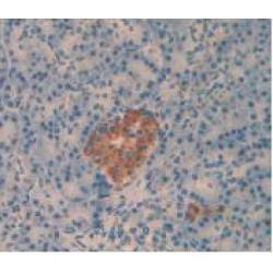 Islet Amyloid Polypeptide (IAPP) Antibody