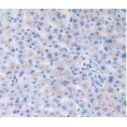 Islet Amyloid Polypeptide (IAPP) Antibody