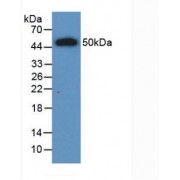 Western blot analysis of recombinant Human IL28A.