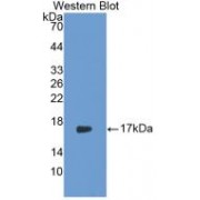 Western blot analysis of recombinant Rabbit IL17.