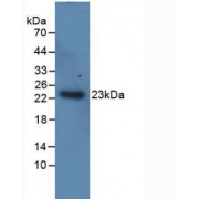 Western blot analysis of recombinant Horse IL1a.