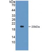 Western blot analysis of recombinant Pig IL1b.