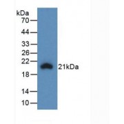 Western blot analysis of recombinant Pig IL1b.