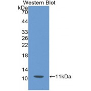 Western blot analysis of the recombinant protein.