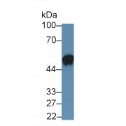 Western blot analysis of Pig Eye lysate, using Human CLU Antibody and HRP-conjugated Goat Anti-Mouse antibody (<a href="https://www.abbexa.com/index.php?route=product/search&amp;search=abx400001" target="_blank">abx400001</a>, 0.2 µg/ml).