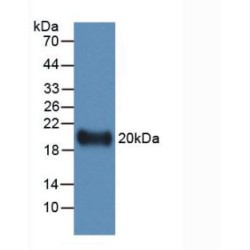 Interleukin 19 (IL19) Antibody