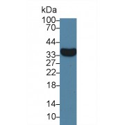 Western blot analysis of Rat Liver lysate, using Rat ARG Antibody (1 µg/ml) and HRP-conjugated Goat Anti-Mouse antibody (<a href="https://www.abbexa.com/index.php?route=product/search&amp;search=abx400001" target="_blank">abx400001</a>, 0.2 µg/ml).