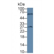 Western blot analysis of Rat Cerebrum lysate, using Pig BDNF Antibody (3 µg/ml) and HRP-conjugated Goat Anti-Mouse antibody (<a href="https://www.abbexa.com/index.php?route=product/search&amp;search=abx400001" target="_blank">abx400001</a>, 0.2 µg/ml).