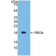 Western blot analysis of recombinant Cow LEP.