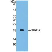 Western blot analysis of recombinant Cow LEP.