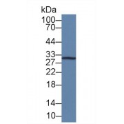 Western blot analysis of Mouse RAW264.7 cell lysate, using Human IL12A Antibody (3 µg/ml) and HRP-conjugated Goat Anti-Mouse antibody (<a href="https://www.abbexa.com/index.php?route=product/search&amp;search=abx400001" target="_blank">abx400001</a>, 0.2 µg/ml).