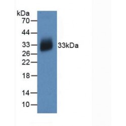 Interleukin 12A (IL12A) Antibody