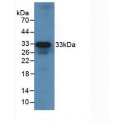 Interleukin 12A (IL12A) Antibody