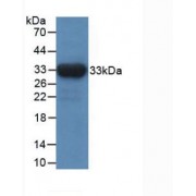 Western blot analysis of recombinant Human IDH1.