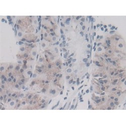Peptidyl-Prolyl Cis-Trans Isomerase A / CYPA (PPIA) Antibody