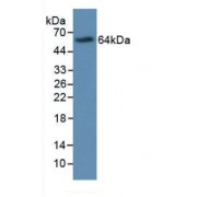 Western blot analysis of recombinant Human MBP.