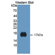 Western blot analysis of the recombinant protein.