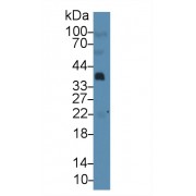 Western blot analysis of Human Serum, using Human Hpt Antibody (3 µg/ml) and HRP-conjugated Goat Anti-Mouse antibody (<a href="https://www.abbexa.com/index.php?route=product/search&amp;search=abx400001" target="_blank">abx400001</a>, 0.2 µg/ml).