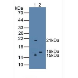 Regenerating Islet Derived Protein 3 Gamma (REG3g) Antibody